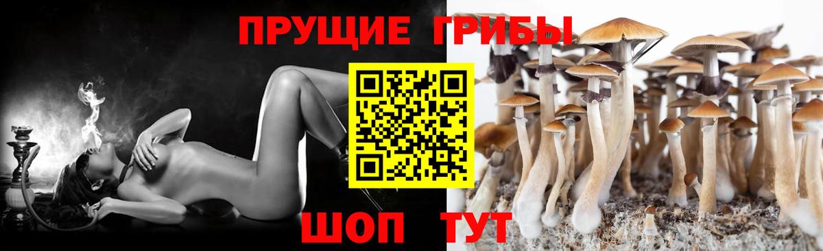 Курчатов  Псилоцибиновые грибы мухоморы  Вход с VPN 
